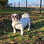 dog, small_dog, white_dog, black_ears, grass, leaves, outdoor, sunlight, fence, nature, pet, animal, portrait, standing, daylight, field, canine, fur, quiet, background_blur