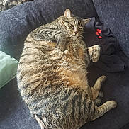 Solo is registered to the contest to win money with this photo: cat, tabby, feline, pet, indoor, couch, furniture, relaxed, sleepy, fur, striped, whiskers, paw, resting, domestic, animal, cozy, lazy, home, closeup