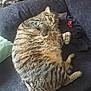 animal, cat, closeup, couch, cozy, domestic, feline, fur, furniture, home, indoor, lazy, paw, pet, relaxed, resting, sleepy, striped, tabby, whiskers