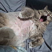 Grumple joined the competition — help win amazing prizes! cat, fluffy_cat, long_hair, gray_fur, white_fur, yawning, open_mouth, pink_tongue, whiskers, ears, paws, belly_up, relaxed, sleepy, playful, bed, bedding, indoors, pet, close_up