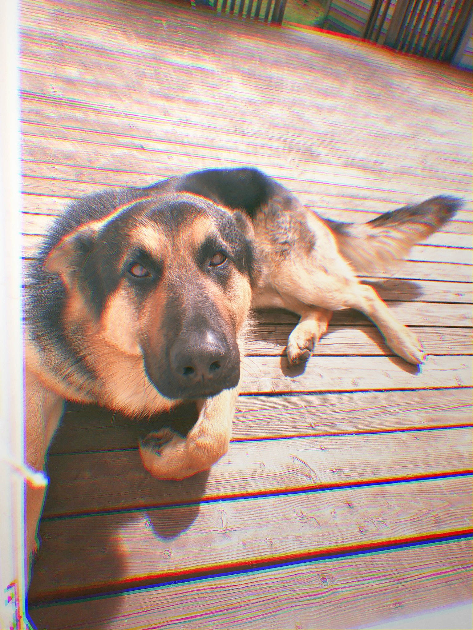 Max is registered to the contest to win money with this photo: canidae, carnivore, dog, dog_breed, fawn, german_shepherd_dog, king_shepherd, mammal, snout, street_dog, vertebrate, working_dog