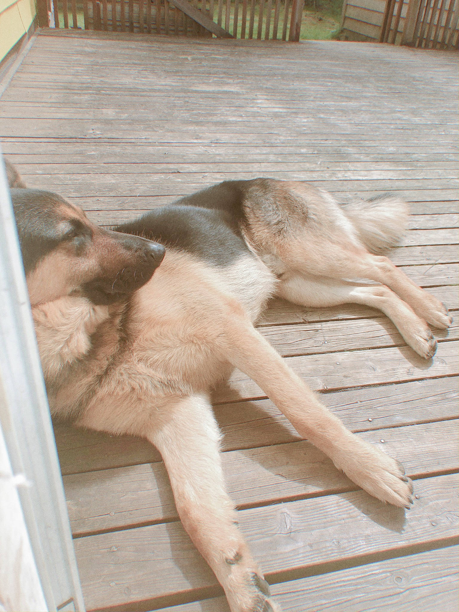 Max is registered to the contest to win money with this photo: canidae, carnivore, dog, dog_breed, fawn, sporting_group, tail, wood