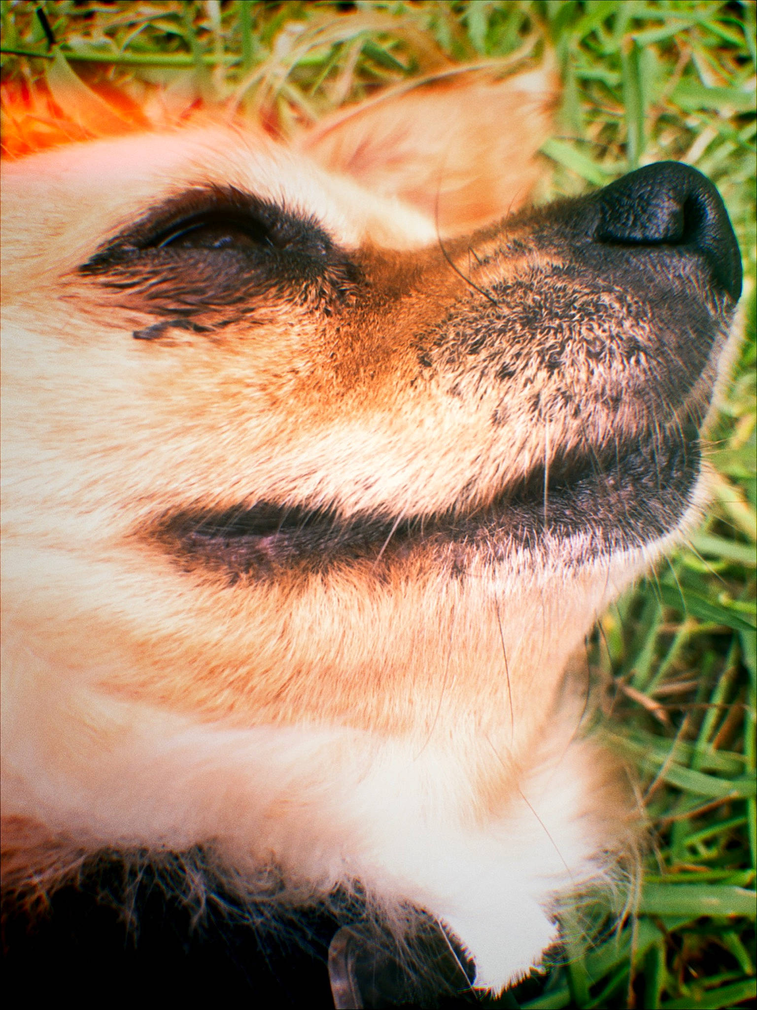 Lula joined the competition — help win amazing prizes! akita, canidae, carnivore, close_up, companion_dog, dog, dog_breed, eye, fawn, fur, grass, mouth, nose, photography, puppy, snout, whiskers, wildlife