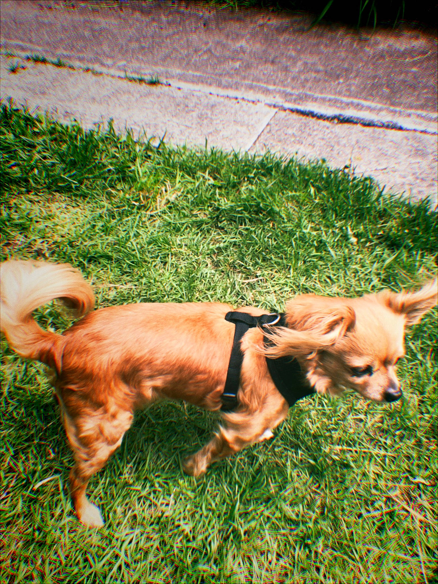 Lula joined the competition — help win amazing prizes! canidae, carnivore, companion_dog, dog, dog_breed, fawn, grass, mammal, sporting_group, vertebrate