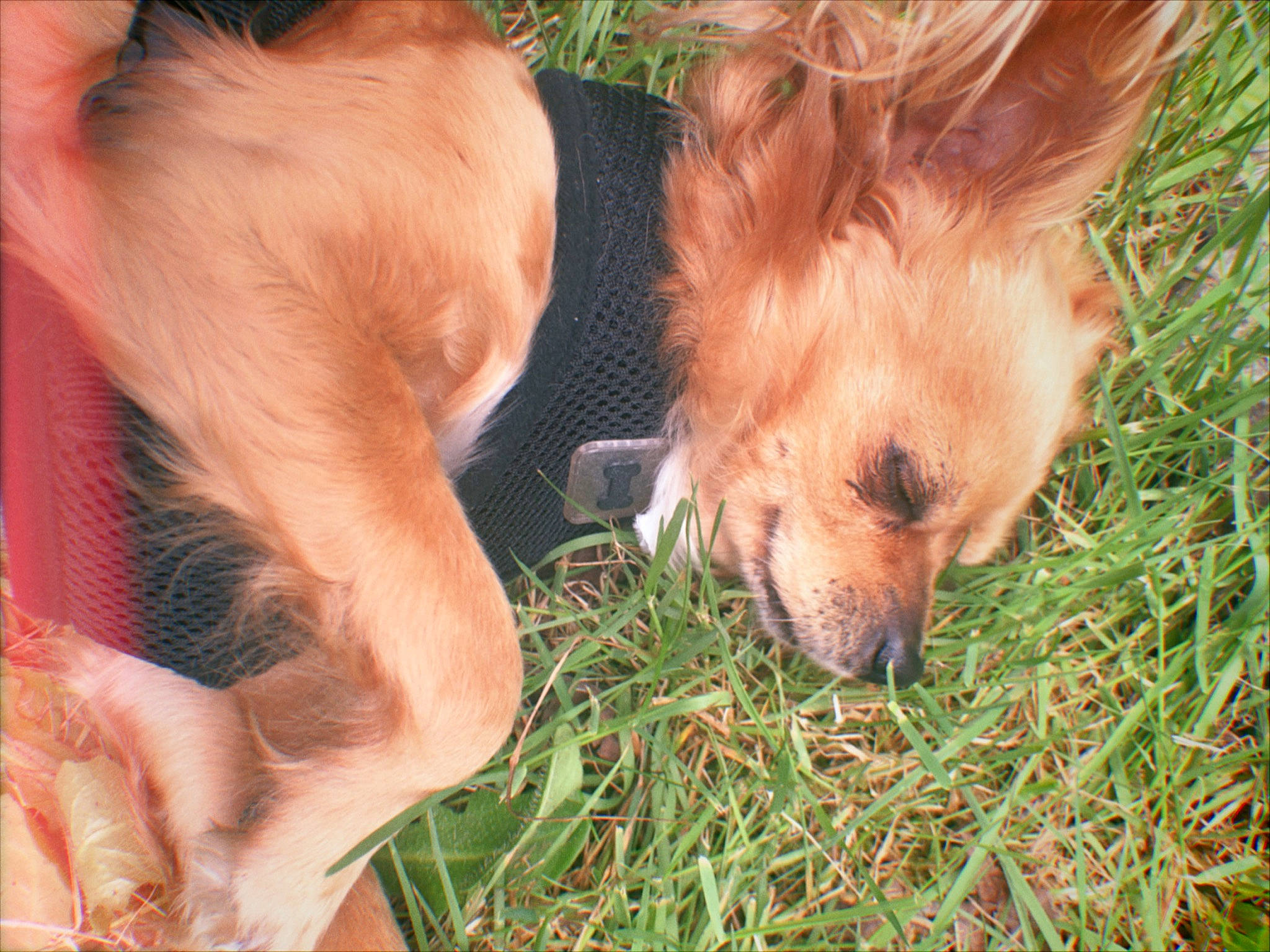 Lula is registered to the contest to win money with this photo: canidae, carnivore, companion_dog, dog, dog_breed, fawn, grass, snout, sporting_group