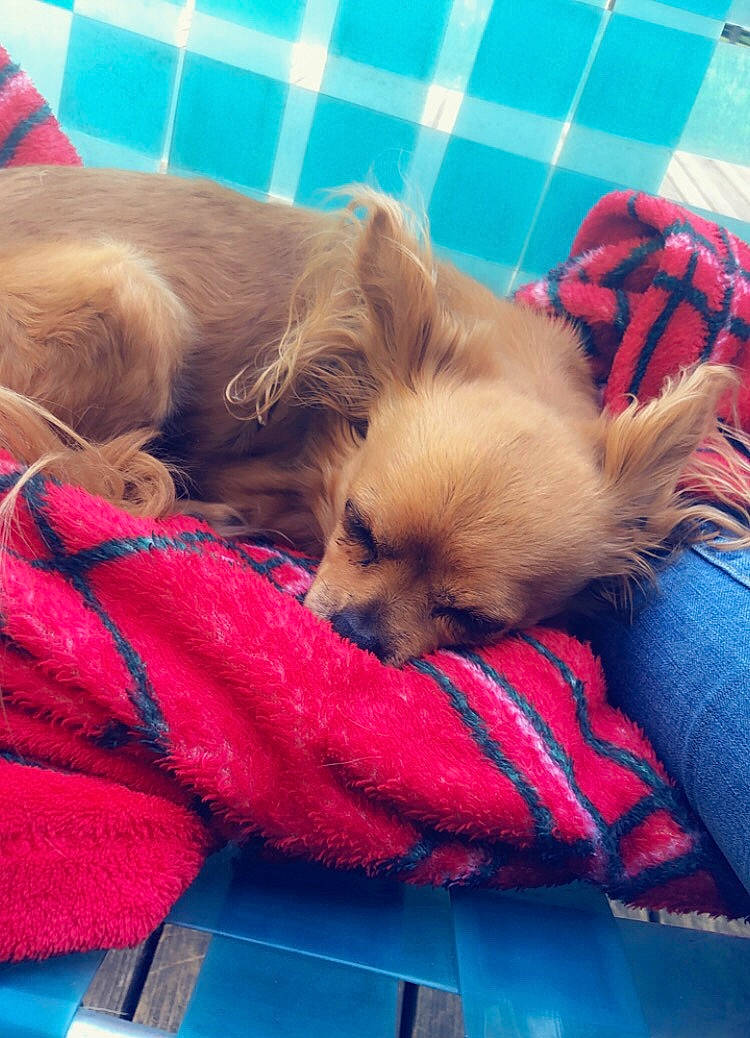 Lula is registered to the contest to win money with this photo: canidae, carnivore, companion_dog, dog, dog_breed, fawn, mammal, nap, pomeranian, puppy, puppy_love, shih_tzu, spitz, sporting_group, toy_dog