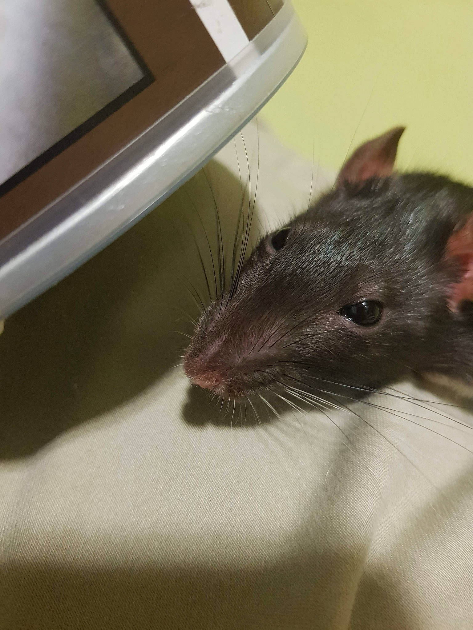 Yuli a rejoint le concours — aidez-le/la à gagner de superbes lots ! chinchilla, degu, eye, fawn, gerbil, hamster, mammal, mouse, muridae, muroidea, pest, rat, rodent, snout, vertebrate, whiskers