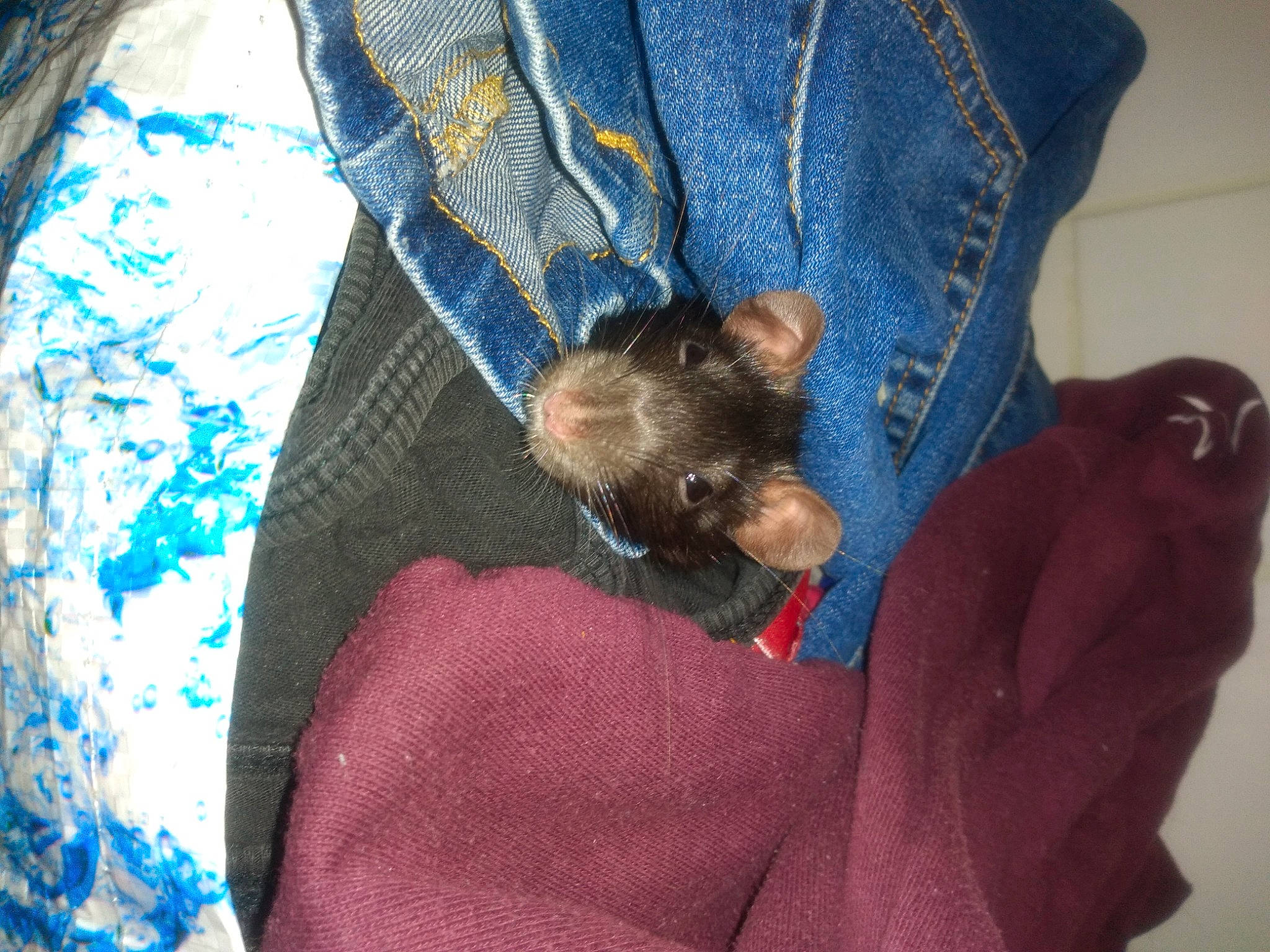 Yuli participe au concours pour gagner de l'argent avec cette photo : canidae, carnivore, dog_breed, morkie, puppy, terrier, toy_dog, yorkshire_terrier