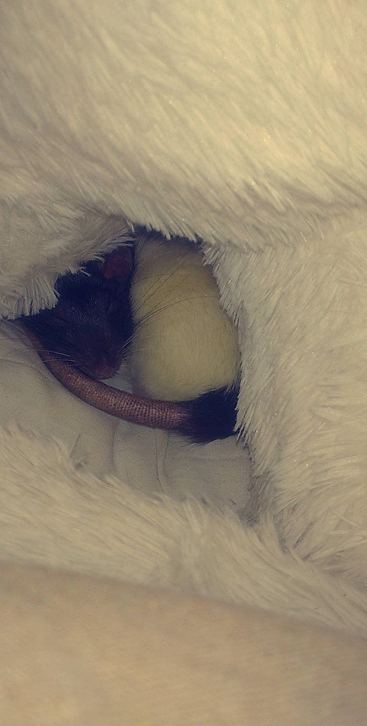 Yuli a rejoint le concours — aidez-le/la à gagner de superbes lots ! eye, fur, tail