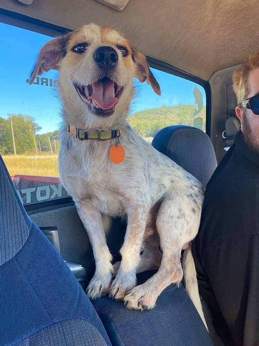 Buddy joined the competition — help win amazing prizes! aircraft, canidae, car_seat_cover, carnivore, collar, companion_dog, dog, dog_breed, dog_collar, dog_supply, eyewear, fang, fawn, seat_belt, sky, smile, snout, sporting_group, terrier, vehicle_door