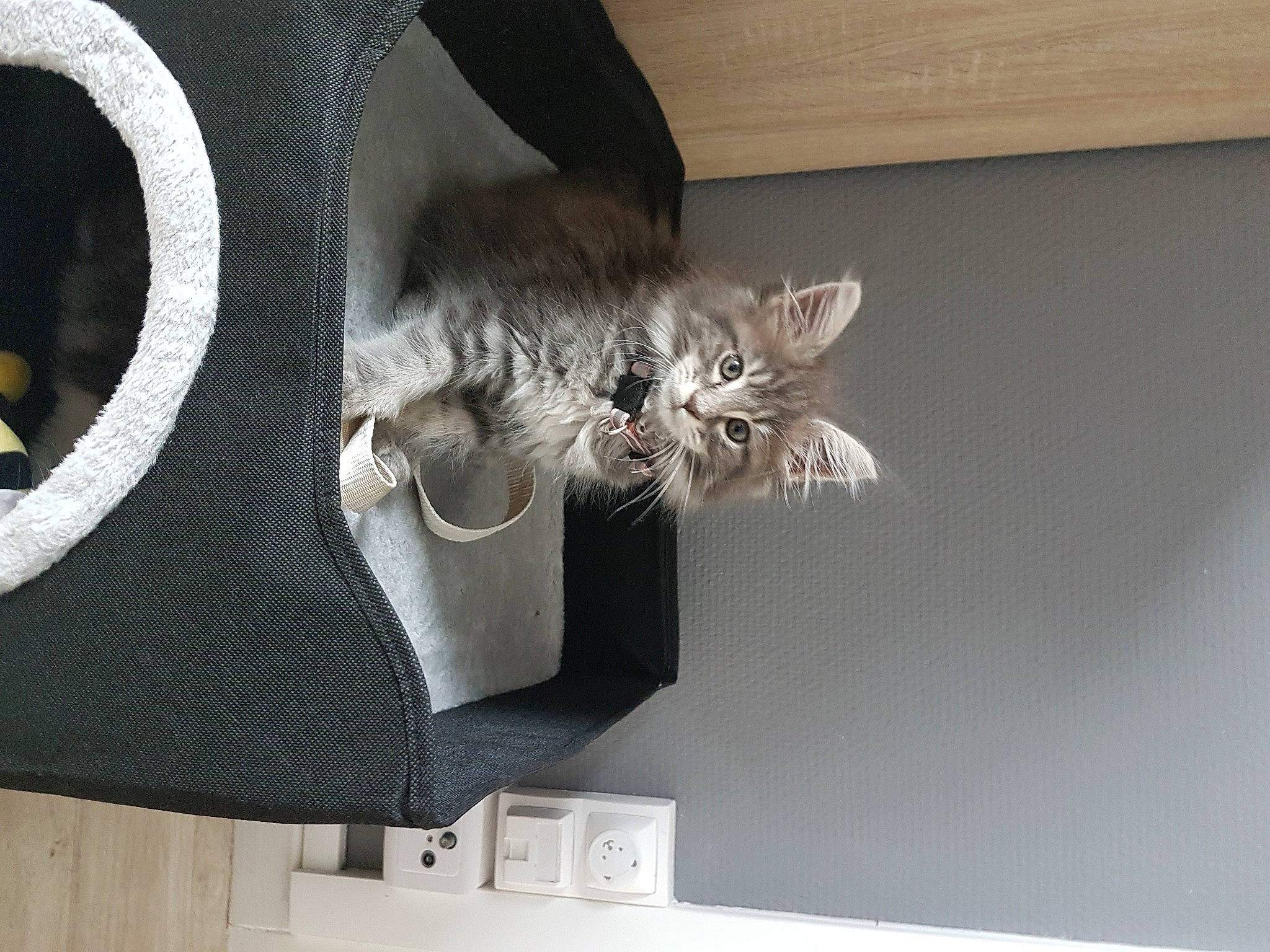 Unna a rejoint le concours — aidez-le/la à gagner de superbes lots ! bag, carnivore, cat, cat_bed, comfort, couch, domestic_short_haired_cat, fashion_accessory, felidae, fur, grey, hat, metal, paw, plant, room, small_to_medium_sized_cats, tail, whiskers, window