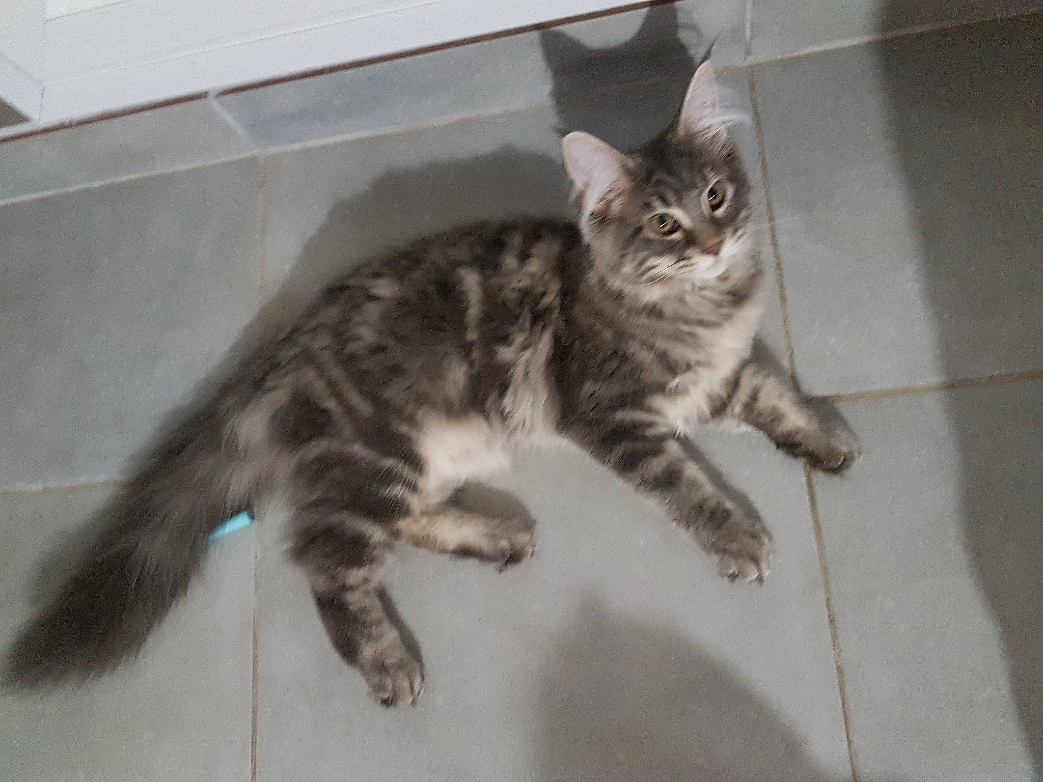 Unna a rejoint le concours — aidez-le/la à gagner de superbes lots ! carnivore, cat, claw, domestic_short_haired_cat, felidae, fur, paw, small_to_medium_sized_cats, snout, tail, terrestrial_animal, whiskers