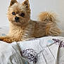 Kooky participe au concours pour gagner de l'argent avec cette photo : animal, bed, bedroom, blanket, canine, cat, couch, cushion, dog, furniture, homedecor, indoors, interiordesign, kitten, linen, pet, puppy, room, terrier, whitedog