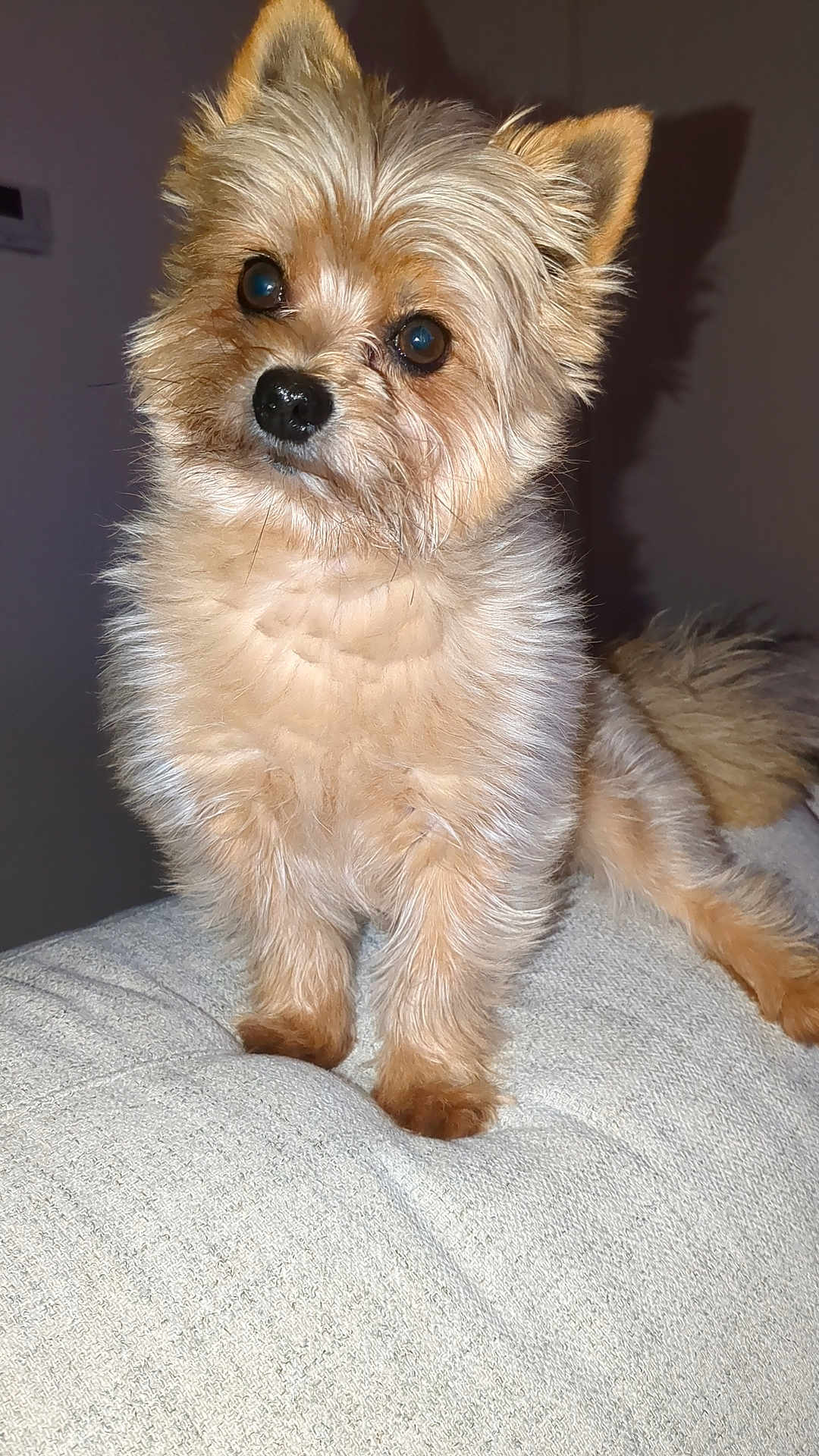 Kooky a rejoint le concours — aidez-le/la à gagner de superbes lots ! affenpinscher, animal, canine, cockerspaniel, dog, papillon, pet, poodle, puppy, terrier, whitedog