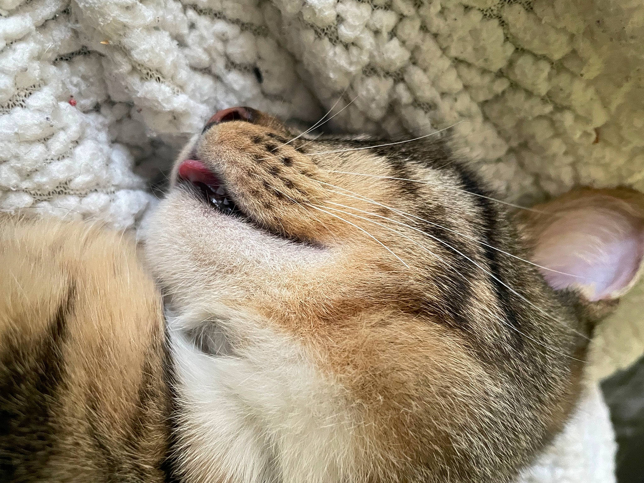 Chausset a rejoint le concours — aidez-le/la à gagner de superbes lots ! big_cats, carnivore, claw, comfort, domestic_short_haired_cat, fawn, felidae, foot, fur, mammal, marsupial, mustelidae, nap, paw, sleep, small_to_medium_sized_cats, snout, terrestrial_animal, whiskers, wildlife