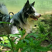Tango a rejoint le concours — aidez-le/la à gagner de superbes lots ! animal, border_collie, canine, collar, daylight, dog, forest, fur, greenery, harness, leaves, nature, outdoor, panting, pet, plants, river, standing, sunlight, water