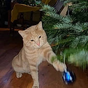 Blondie a rejoint le concours — aidez-le/la à gagner de superbes lots ! cat, orange_tabby, christmas_tree, ornament, wooden_floor, indoor, pet, playful, holiday, pine_tree, decor, paw, feline, curious, animal, home, christmas, tree_branch, domestic_cat, mischievous