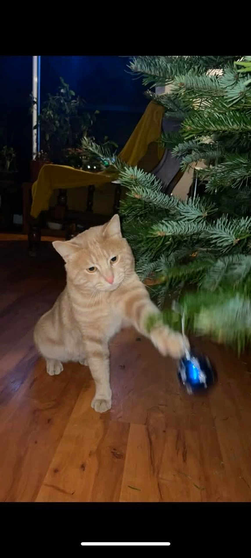 Blondie a rejoint le concours — aidez-le/la à gagner de superbes lots ! cat, orange_tabby, christmas_tree, ornament, wooden_floor, indoor, pet, playful, holiday, pine_tree, decor, paw, feline, curious, animal, home, christmas, tree_branch, domestic_cat, mischievous