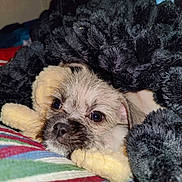 Bosco is registered to the contest to win money with this photo: puppy, dog, blanket, toy, snuggling, cozy, cute, pet, fur, sleepy, indoor, closeup, nostalgic, resting, comfort, colorful, striped, soft, young, animal