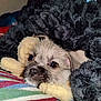 puppy, dog, blanket, toy, snuggling, cozy, cute, pet, fur, sleepy, indoor, closeup, nostalgic, resting, comfort, colorful, striped, soft, young, animal