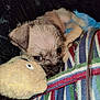 Bosco is registered to the contest to win money with this photo: puppy, dog, toy, plush, blanket, striped_blanket, snuggling, sleepy, cute, soft, pet, closeup, indoor, cozy, fur, animal, resting, young, companion, comfort