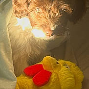 Molly is registered to the contest to win money with this photo: dog, puppy, plush_toy, stuffed_animal, chick, yellow_toy, red_feet, bed, blanket, bedding, indoor, bedroom, cuddling, lying_down, fur, shaggy_coat, pet, cozy, low_light, portrait