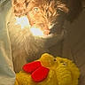 dog, puppy, plush_toy, stuffed_animal, chick, yellow_toy, red_feet, bed, blanket, bedding, indoor, bedroom, cuddling, lying_down, fur, shaggy_coat, pet, cozy, low_light, portrait