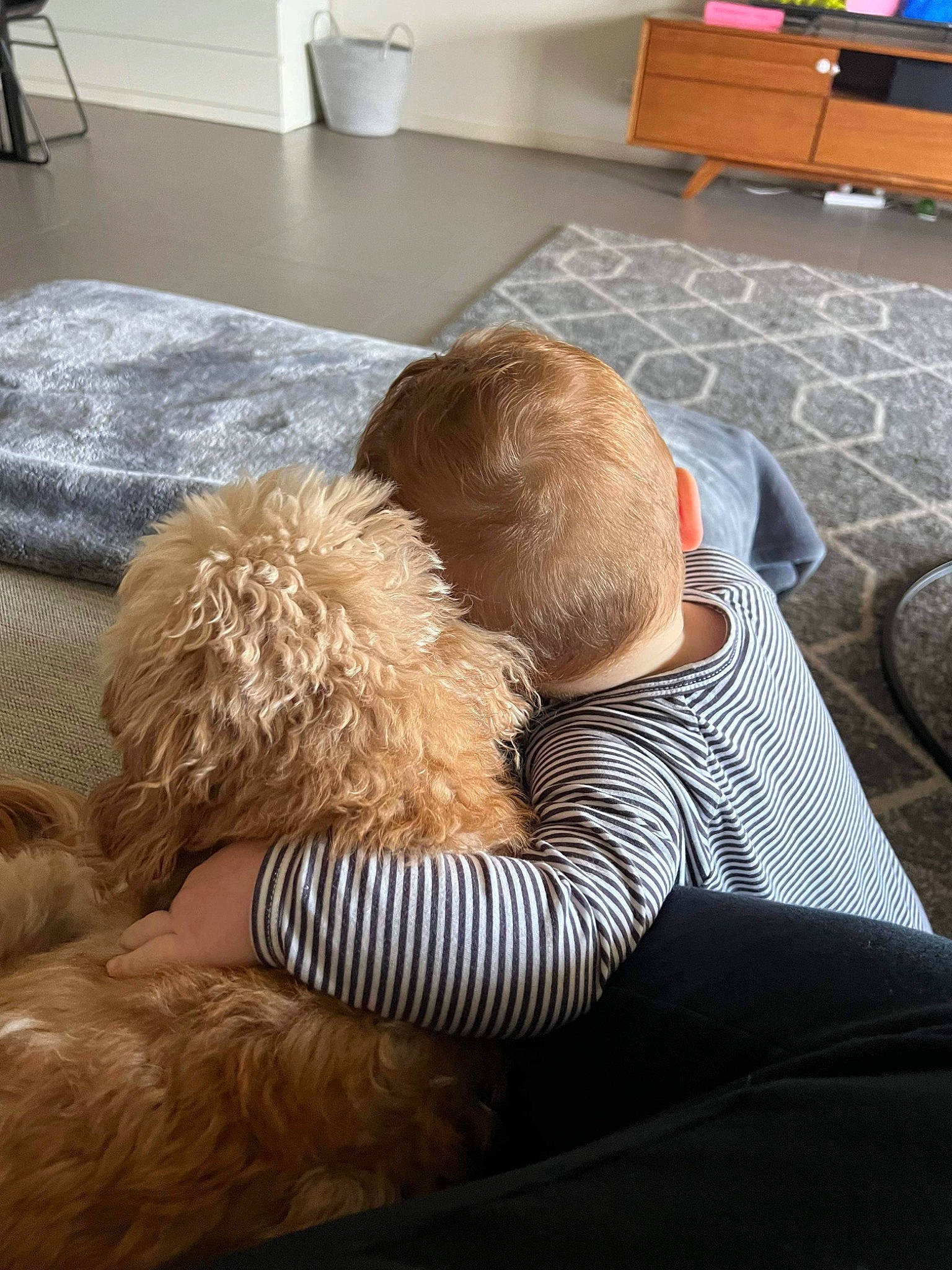 Louis joined the competition — help win amazing prizes! carpet, chair, child, comfort, companion_dog, couch, dog, floor, flooring, fur, hardwood, houseplant, human_leg, linens, living_room, nap, person, room, sitting, sporting_group