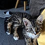 Aiko participe au concours pour gagner de l'argent avec cette photo : kitten, cat, tabby, fur, whiskers, ears, paws, indoor, couch, fabric, yellow, gray, texture, furniture, pet, animal, resting, cute, young, curious