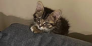 Aiko a rejoint le concours — aidez-le/la à gagner de superbes lots ! kitten, cat, tabby, fur, ears, couch, gray, texture, indoor, pet, animal, whiskers, curious, young, feline, resting, soft, home, cozy, background