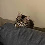kitten, cat, tabby, fur, ears, couch, gray, texture, indoor, pet, animal, whiskers, curious, young, feline, resting, soft, home, cozy, background