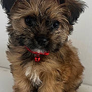 Bébé is registered to the contest to win money with this photo: adorable, animal, black_nose, bow, brown_fur, collar, cute, dog, ears, face, fluffy, fur, indoor, pet, puppy, red_bell, sitting, small, whiskers, white_patch