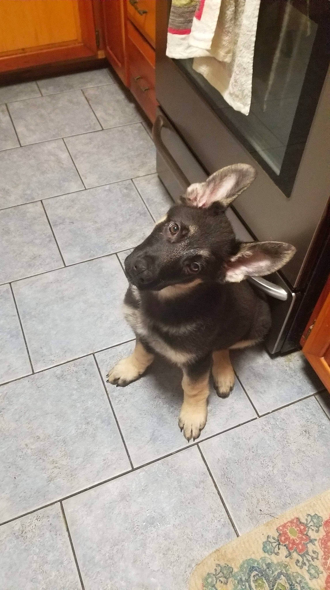 Floki is registered to the contest to win money with this photo: canidae, carnivore, dog, dog_breed, fawn, german_shepherd_dog, liver, mammal, norwegian_elkhound, puppy, snout, tail, vertebrate, working_dog