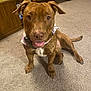 dog, brown_dog, sitting, carpet, tongue_out, ears_up, indoor, living_room, wooden_table, decorations, snowman, basket, pet, canine, looking_at_camera, happy, domestic, floor, household, cute