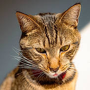 Brownie joined the competition — help win amazing prizes! cat, tabby_cat, pet, whiskers, ears, eyes, portrait, close_up, indoor, collar, red_collar, tongue, feline, fur, stripes, sunlight, shadow, nose, face, portrait_photography