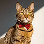 cat, tabby_cat, pet, bow_tie, red_bowtie, whiskers, yellow_eyes, portrait, close_up, fur, indoor, sunlight, shadow, elegant, sitting, cute, alert, ears, nose, face