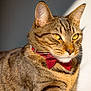 cat, tabby_cat, pet, bow_tie, portrait, whiskers, feline, indoor, close_up, yellow_eyes, striped, cozy, stylish, animal, macro_photography, domestic_cat, ears, fur, collar, relaxed