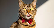 Brownie joined the competition — help win amazing prizes! adorable, bow_tie, cat, close_up, collar, ears, fashionable, fur, indoor, pet, playful, portrait, shadow, staring, striped_fur, sunlight, tabby_cat, tongue_out, whiskers, yellow_eyes