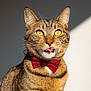 cat, tabby_cat, bow_tie, yellow_eyes, tongue_out, whiskers, collar, fur, ears, close_up, portrait, pet, indoor, sunlight, shadow, staring, adorable, fashionable, playful, striped_fur