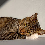 Peach is registered to the contest to win money with this photo: cat, tabby_cat, pet, feline, whiskers, paw, ear, eyes, portrait, indoor, wall, resting, relaxed, closeup, fur, stripes, table, shadow, sunlight, nap