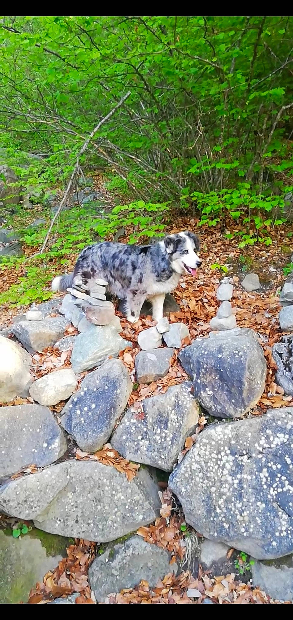Hyona participe au concours pour gagner de l'argent avec cette photo : art, bedrock, carnivore, cobblestone, dog, dog_breed, fawn, felidae, flagstone, grass, groundcover, landscape, plant, road_surface, rock, soil, sporting_group, tail, terrestrial_animal, wildlife