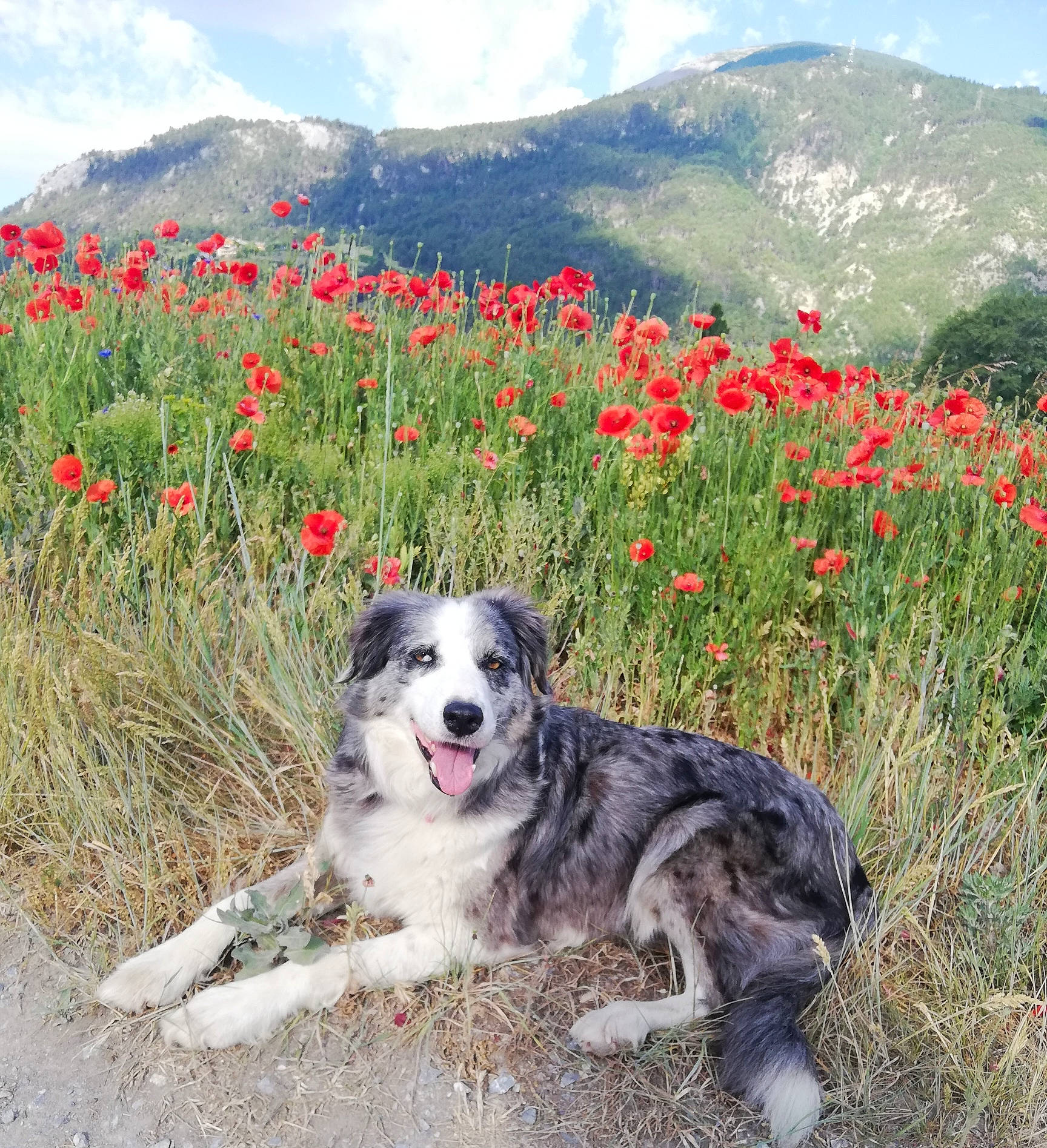 Hyona a rejoint le concours — aidez-le/la à gagner de superbes lots ! carnivore, cloud, dog, dog_breed, flower, grass, grassland, hill, landscape, massif, mountain, mountain_range, mountainous_landforms, natural_landscape, plant, prairie, recreation, ridge, sky, sporting_group