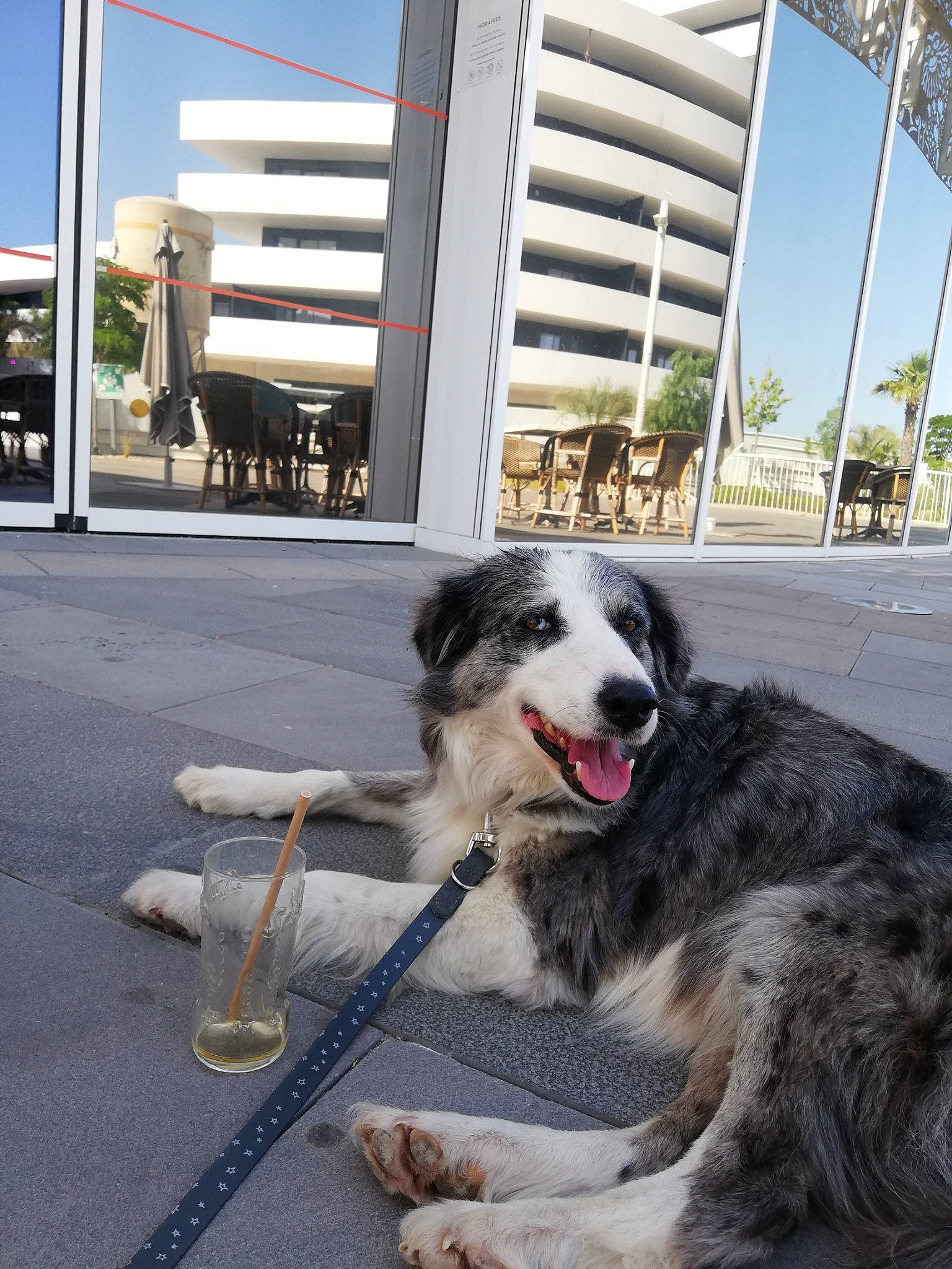 Hyona participe au concours pour gagner de l'argent avec cette photo : australian_shepherd, border_collie, building, carnivore, collar, companion_dog, dog, dog_breed, dog_supply, fur, herding_dog, plant, recreation, sidewalk, sky, sporting_group, street, window, working_dog