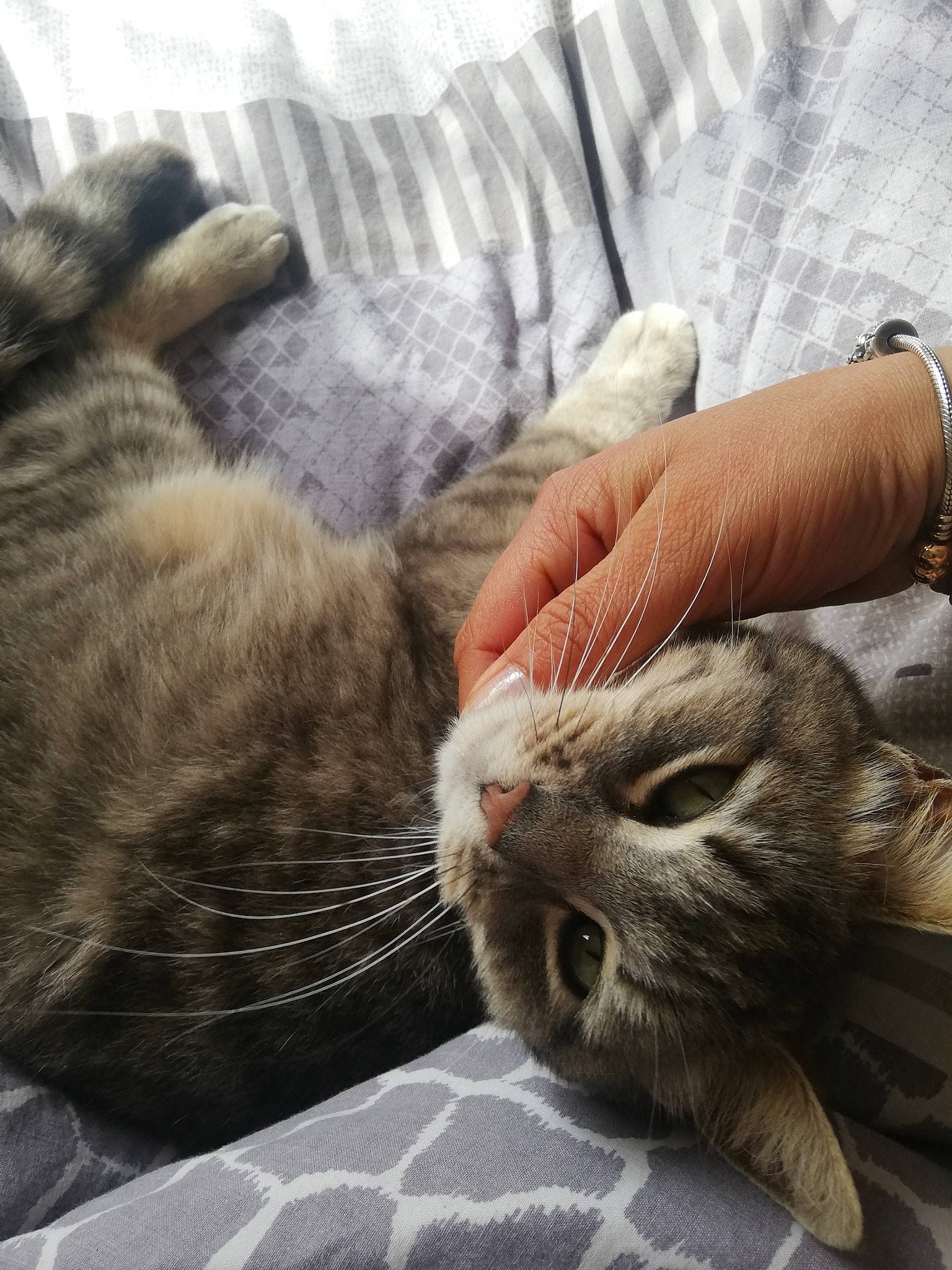 Maya Moore a rejoint le concours — aidez-le/la à gagner de superbes lots ! carnivore, cat, cloud, comfort, ear, eye, fawn, felidae, gesture, grey, head, leg, mammal, paw, small_to_medium_sized_cats, snout, tail, vertebrate, whiskers, wrinkle