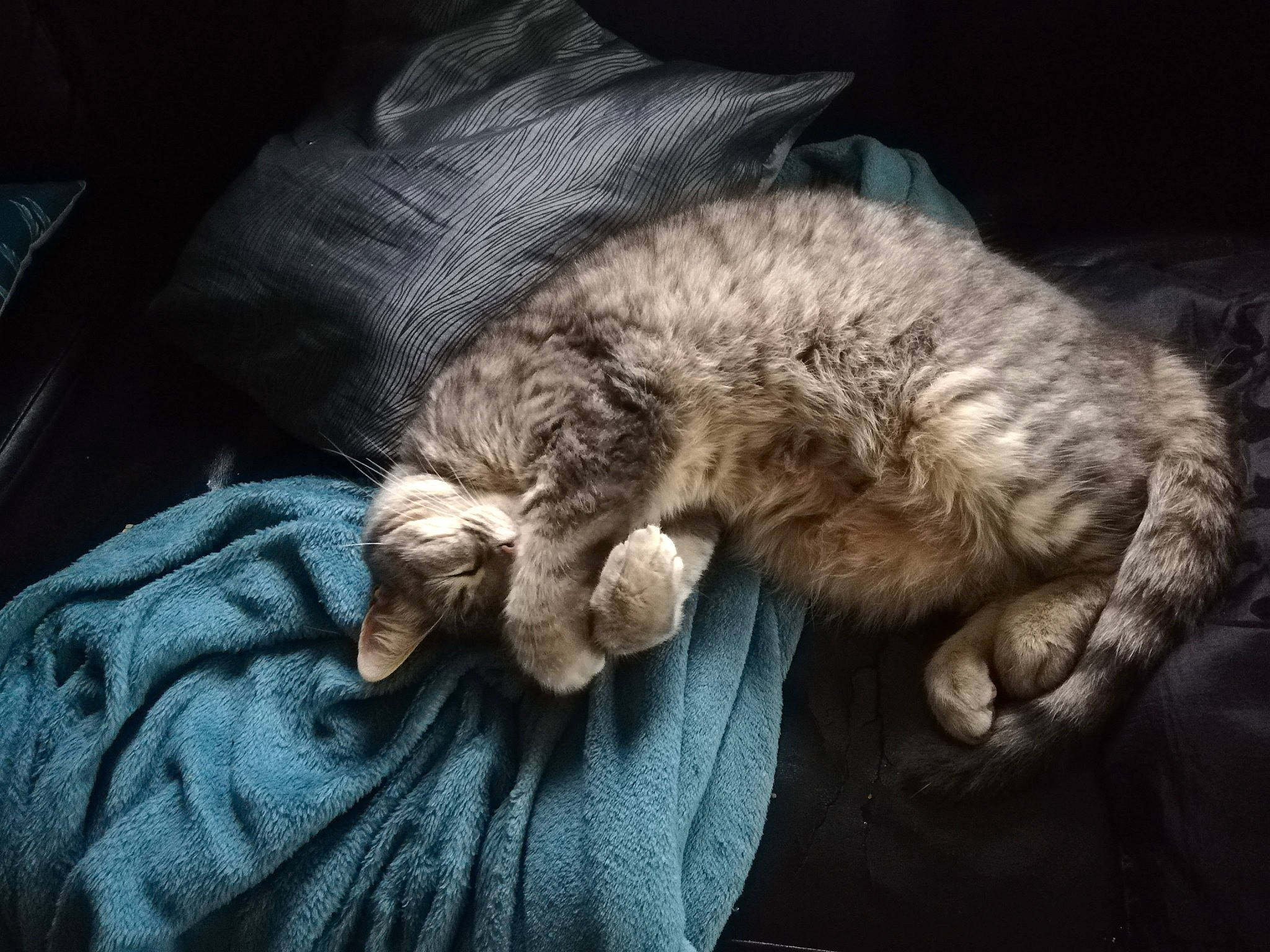 Maya Moore a rejoint le concours — aidez-le/la à gagner de superbes lots ! bored, canidae, carnivore, cat, claw, comfort, companion_dog, darkness, dog_breed, domestic_short_haired_cat, felidae, fur, grey, nap, paw, small_to_medium_sized_cats, snout, sporting_group, tail, whiskers