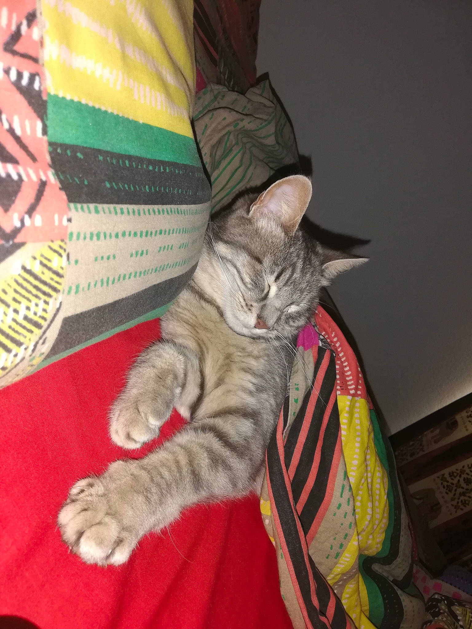 Maya Moore a rejoint le concours — aidez-le/la à gagner de superbes lots ! carmine, carnivore, cat, claw, comfort, domestic_short_haired_cat, felidae, fur, grey, human_leg, lap, linens, pattern, paw, small_to_medium_sized_cats, tail, textile, thread, whiskers, woolen