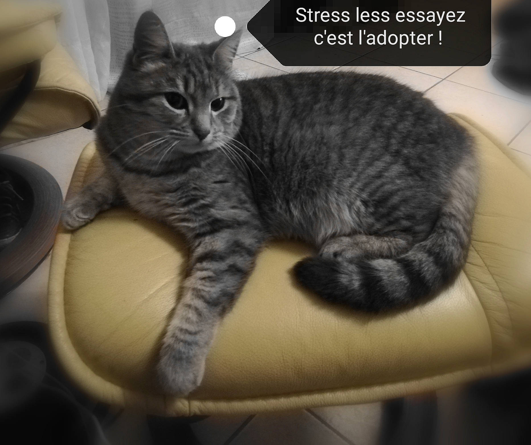 Maya Moore a rejoint le concours — aidez-le/la à gagner de superbes lots ! carnivore, cat, comfort, domestic_short_haired_cat, felidae, font, fur, internet_meme, paw, photo_caption, sitting, small_to_medium_sized_cats, snout, tail, terrestrial_animal, whiskers