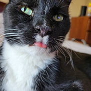 Binx joined the competition — help win amazing prizes! cat, black_and_white, close_up, tongue_out, whiskers, green_eyes, pet, feline, indoor, cute, portrait, animal, fur, face, domestic_cat, relaxed, looking_at_camera, soft_light, household, adorable