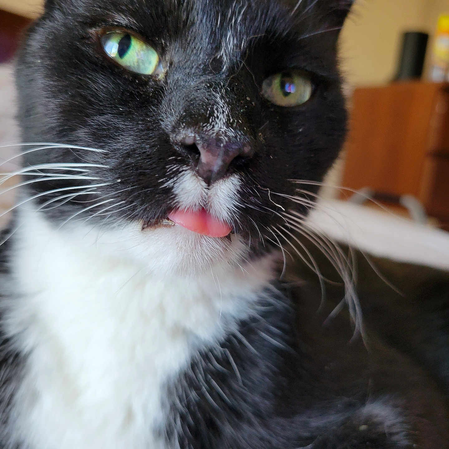 Binx joined the competition — help win amazing prizes! cat, black_and_white, close_up, tongue_out, whiskers, green_eyes, pet, feline, indoor, cute, portrait, animal, fur, face, domestic_cat, relaxed, looking_at_camera, soft_light, household, adorable