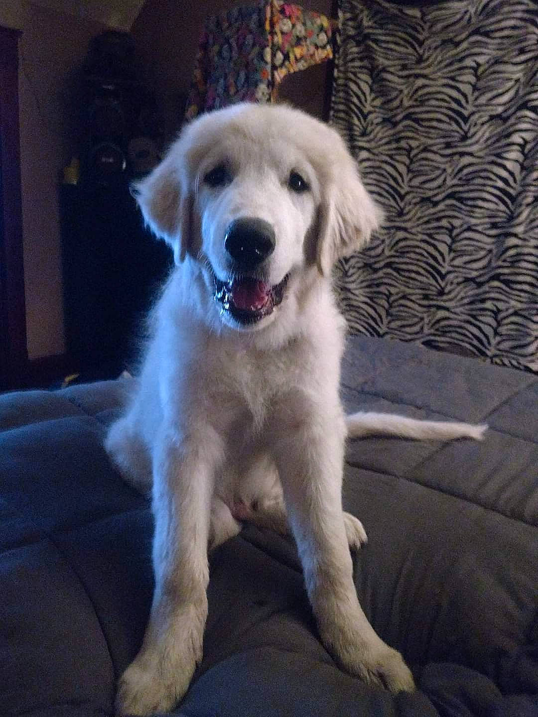 Kato Blu joined the competition — help win amazing prizes! canidae, carnivore, companion_dog, dog, dog_breed, fang, flooring, fur, gun_dog, livestock_guardian_dog, paw, plant, shout, snout, sporting_group, tail, whiskers, working_dog